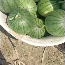 无籽麒麟口口脆