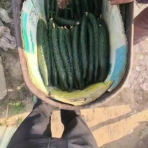 河南夏邑黄瓜，有需要的老板联系