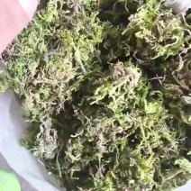 青苔藓干货养花育苗保湿保温推选常年批发零售供货