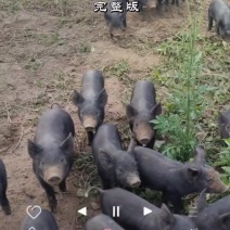 黑金刚纯种母猪黑猪正宗原种国寿黑一代公猪新美系杜洛克一代