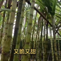 福建漳州甘蔗