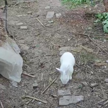 散养兔子