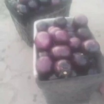 茄子大量上市