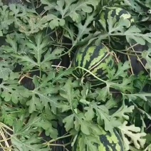 锦王