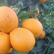 血橙
