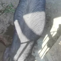 靖安县黑土猪
