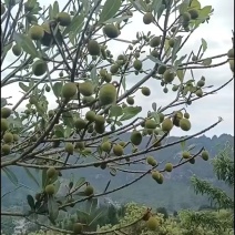 杨梅一树下，还有个20天就全部成熟了，有个两万斤左右。