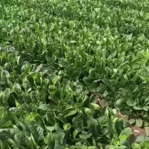 大叶菠菜