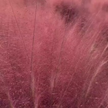 粉黛乱子草