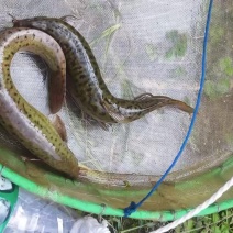 `台湾泥鳅