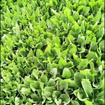 菠菜