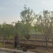 假植文冠果，假植状元花，假植文官果，保定文冠果