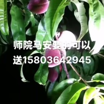 红宝石李子枇杷桃子
