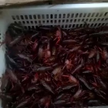 小龙虾批发