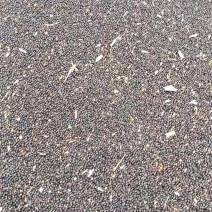 油菜籽