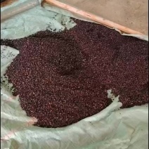 木姜子山胡椒山苍种子保质保量保新鲜发芽率高，源头批发