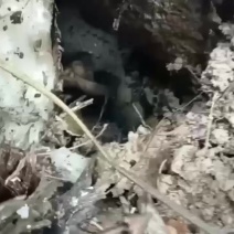 土蜂蜜野生蜂蜜***对接商标全国发货