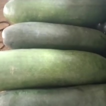 精品冬瓜