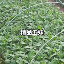 五指毛桃苗