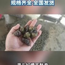 洪湖薄壳螺蛳12-1414-1616-1818以上