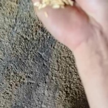 打包稻壳