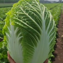 黄心大白菜四锦品种无苔无虫无烧心