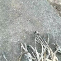 野生虫草鲜货