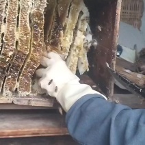 土蜂蜜