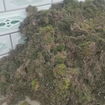 青苔
