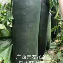 吊冬瓜大旺上市28斤左右基地直供