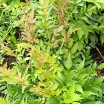 显齿蛇葡萄藤茶（菊茶）