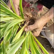 金边麦冬草耐寒阔叶绿化庭院四季常青绿植植物盆栽花卉庭院观