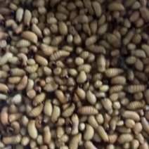 象牙竹虫