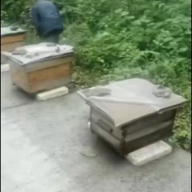 老家自家养的百花土蜂蜜