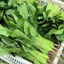 菠菜