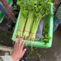 宁夏芹菜精品香芹全国发货一手货源保质保量