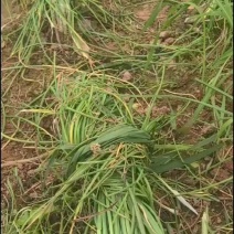 苦蕌