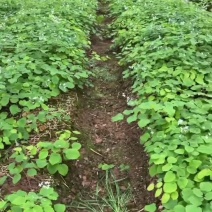 甘肃小圆叶淫羊藿种苗