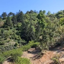 舒城小兰花高山茶叶