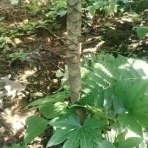 八角金盘老桩