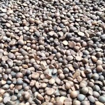 山茶油