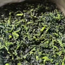 脱水万年青