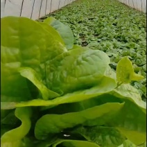 落葵木耳菜，汤菜产地一手货源，量大优惠，欢迎合作