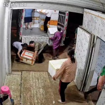 大量佛手瓜苗，基地直供