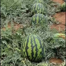 甜王西瓜
