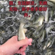佛山直供长江草鱼。耐活抗病。