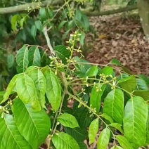 橄榄果