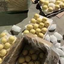 42三层托盘皇冠梨，个大梨白，口感脆甜，几毛钱一斤