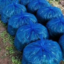 常年专种种植大叶茼蒿菜，产地发货，新鲜采收