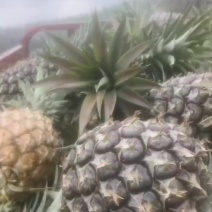 云南省西双版纳景洪市景哈波罗